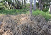 Roundup ‘poisons’ Lake Weyba