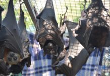 Flying-foxes defended