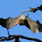 Bats_123961_01.jpg