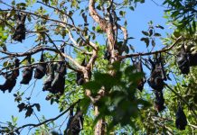 Gap widens on bat issue