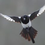 Magpie_124325_01.jpg