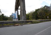 Animals off the track