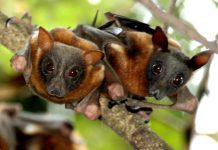 Flying foxes sent flapping