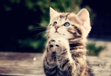 Cat rego is scrapped