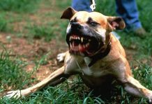 Dog owners flouting law