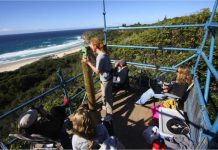 Lot of noise about whales