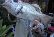 Good fishing all around