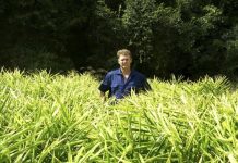 Growers fight import zinger