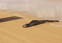 Leopard seal put down
