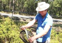 Python gets revved up