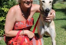 Greyhounds like the slow lane