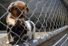 Doe-eyed appeal to help struggling animal shelter