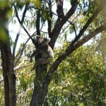 wpid-NT-Koala_130201_01.jpg