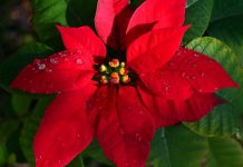 Looks like Christmas