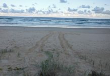 Best chance for survival