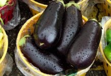 Eggplant powers patties