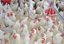 Heat ramps up on broiler farm