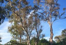 Thin pickings for koalas