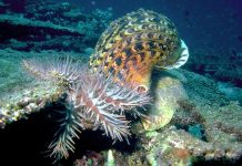 Triton scent could be the answer