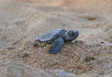 Half-shell heroes are back in the swim