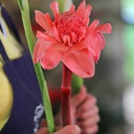 wpid-NTGinger_133630_03.jpg