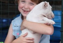 Furry friends find families