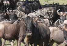 Sweet tears from the sky