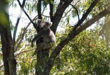 New leaf for koala policy