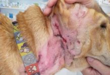 Dog beach patrols plea