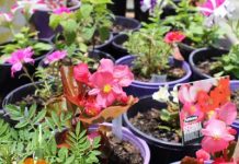 A handful of soil puts soul at ease