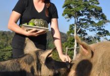 Growing back to basics