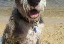 Old dog… new tricks