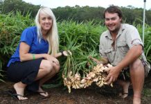 Ginger farmers’ zest for life
