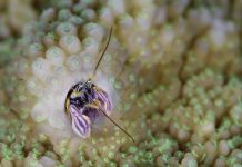 Underwater win makes a splash