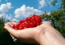 Gardening’s in your grasp