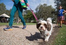 Paws step up to help