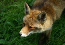 Don’t let your pooches take the bait