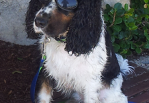 Cody spreads the smiles