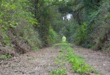 Rail tours a possibility