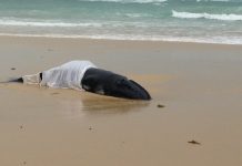 Sad end for stranded whale calf