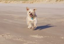 Muppet puts on a show