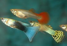 Get into easycare guppies