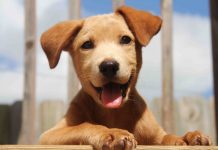 De-sex your pets for discount