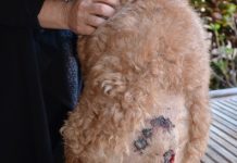 One vicious dog attack