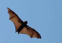 Calling flying fox experts
