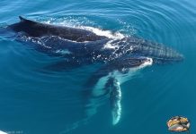 Have a whale of a time