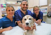 Beans beats two ticks