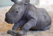 Zoo welcomes baby rhino