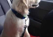 Dogs in hot cars amounts to cruelty