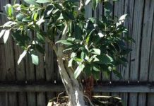 Bonsai trees back for Christmas